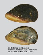 Brachidontes domingensis